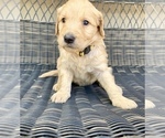 Small Photo #5 Goldendoodle Puppy For Sale in ELIZABETH, CO, USA