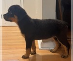 Small #2 Rottweiler