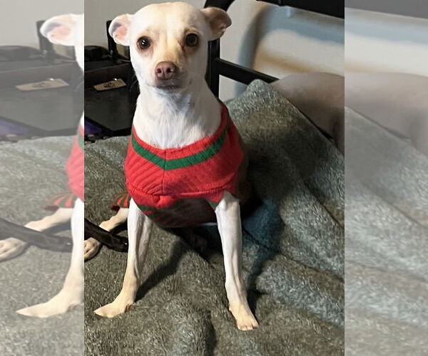 Medium Photo #4 Chihuahua-Unknown Mix Puppy For Sale in Visalia, CA, USA