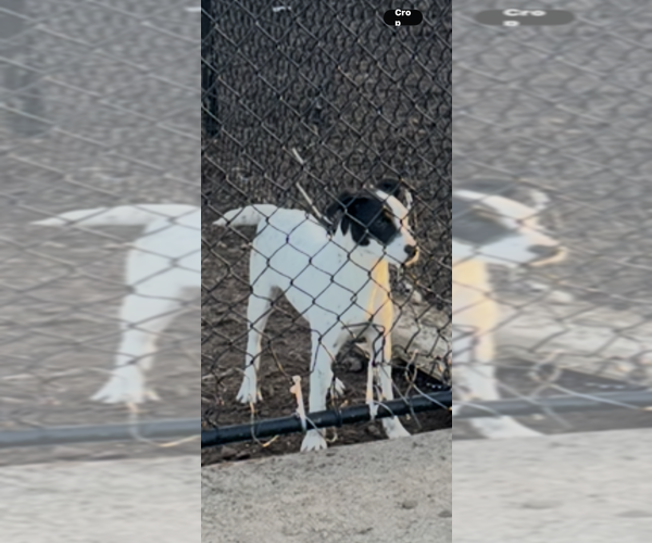 Medium Photo #1 Mutt Puppy For Sale in Conway, AR, USA