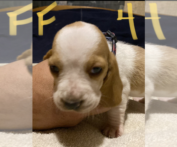 Medium Photo #1 Basset Hound Puppy For Sale in JEFFERSON, NY, USA