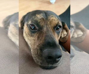 MADDIE - Female Mutt Dog for Adoption - Photo #15