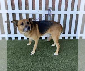 German Shepherd Dog Dogs for adoption in Modesto, CA, USA