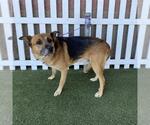 Small German Shepherd Dog