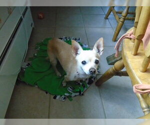 Nicky - Female Chihuahua Dog for Adoption - Photo #2