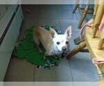 Small Photo #2 Chihuahua Puppy For Sale in Alexandria, KY, USA