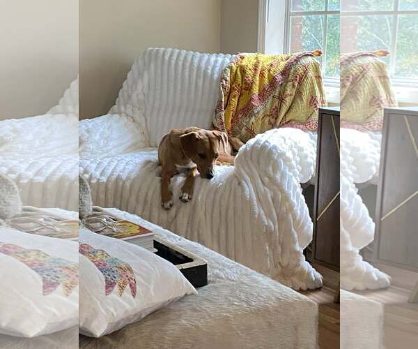 Medium Photo #5 Beagle-Unknown Mix Puppy For Sale in Ball Ground, GA, USA