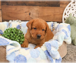 Small #4 Labrador Retriever