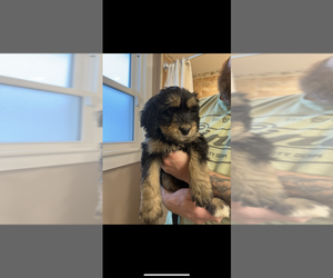Bernese Mountain Dog Puppy for sale in PHILADELPHIA, TN, USA