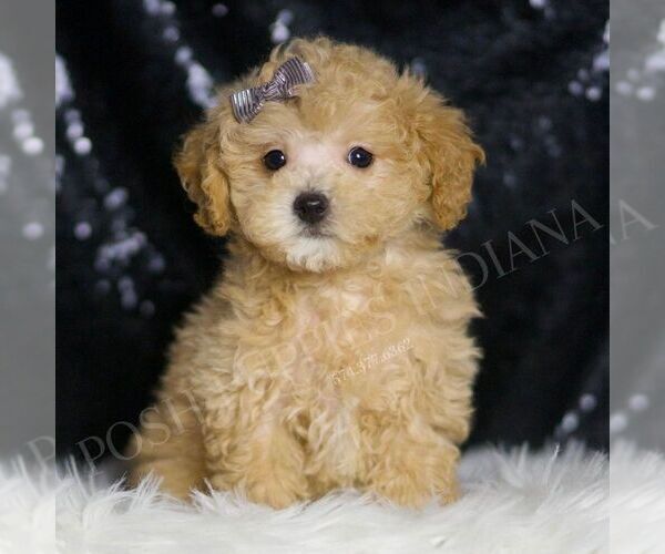 Medium Photo #5 Maltipoo Puppy For Sale in WARSAW, IN, USA
