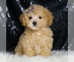 Small #4 Maltipoo
