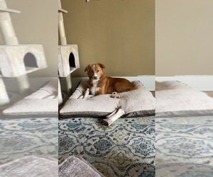Golden Labrador-Huskimo Mix Dogs for adoption in MILWAUKEE, WI, USA