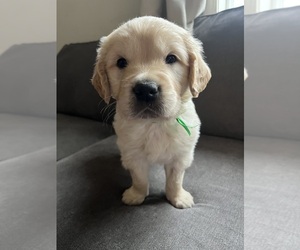 Golden Retriever Puppy for sale in COLVILLE, WA, USA