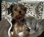 Small Photo #6 Yorkshire Terrier Puppy For Sale in SACRAMENTO, CA, USA
