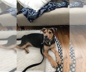 Eddie aka Jack - Male Mutt Dog for Adoption - Photo #3