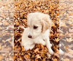 Small Photo #4 Goldendoodle Puppy For Sale in CEDAR HILL, TN, USA