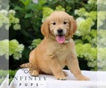 Small #2 Golden Retriever