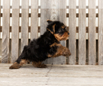Small #8 Yorkshire Terrier