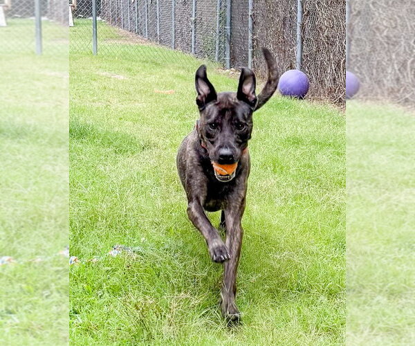 Medium Photo #4 Mutt Puppy For Sale in Glen Allen, VA, USA