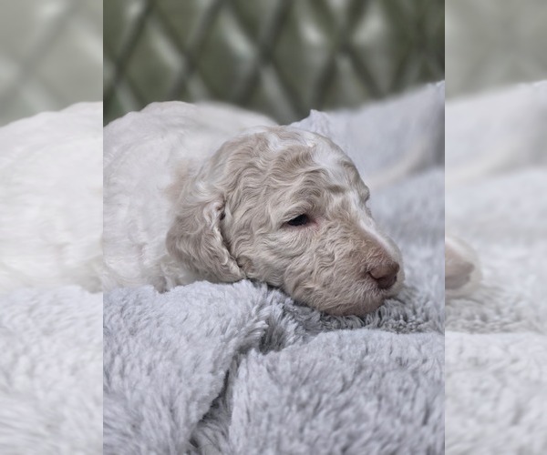 Medium Photo #36 Poodle (Standard) Puppy For Sale in CONROE, TX, USA