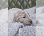 Small #3 Poodle (Standard)
