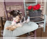 Image preview for Ad Listing. Nickname: TeacupSchnauzer