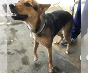 German Shepherd Dog Dogs for adoption in Riverside, CA, USA