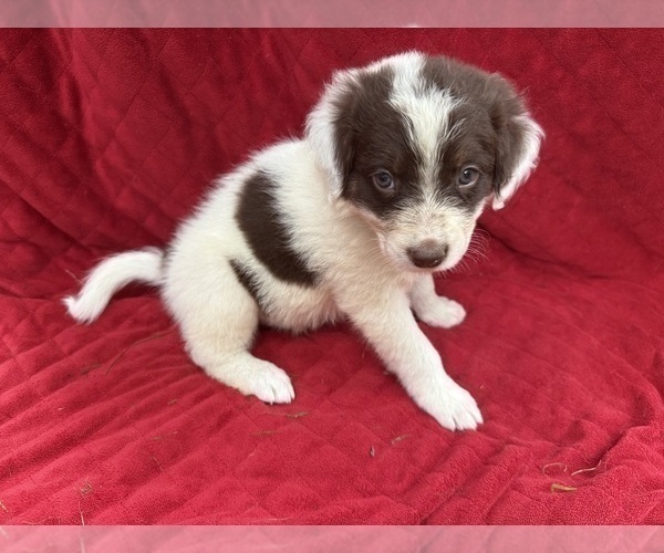 Medium Photo #5 Borador Puppy For Sale in MARION, VA, USA