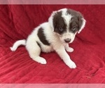 Small #4 Borador