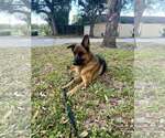 Small #4 German Shepherd Dog