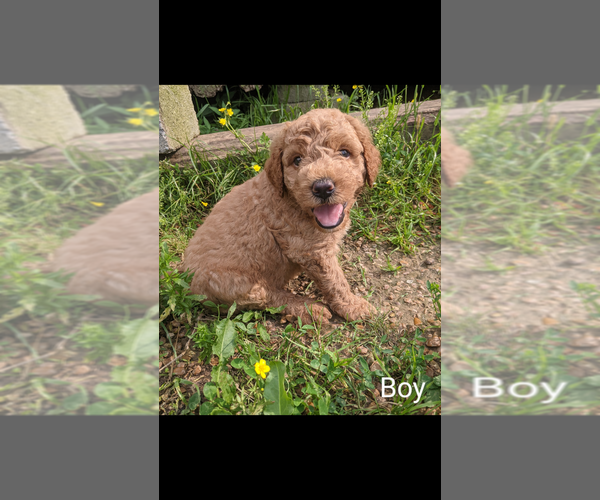 Medium Photo #2 Goldendoodle Puppy For Sale in SPENCER, TN, USA
