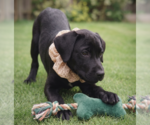 Small #2 Labrador Retriever Mix