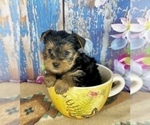 Small #5 Yorkshire Terrier