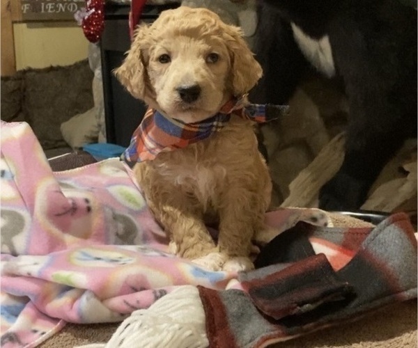 Medium Photo #16 Poodle (Standard) Puppy For Sale in CHETEK, WI, USA