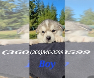 Siberian Husky Puppy for sale in KELSO, WA, USA