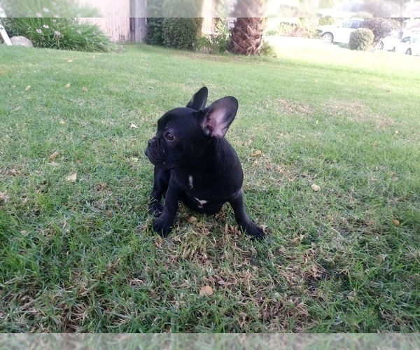 Medium Photo #6 French Bulldog Puppy For Sale in SIMI VALLEY, CA, USA