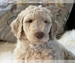 Small Photo #29 Goldendoodle Puppy For Sale in DAVIS, CA, USA