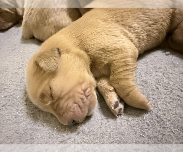 Medium Photo #1 Golden Retriever Puppy For Sale in PORTALES, NM, USA