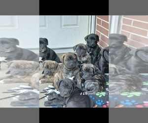 Presa Canario Puppy for sale in LEWISTOWN, PA, USA