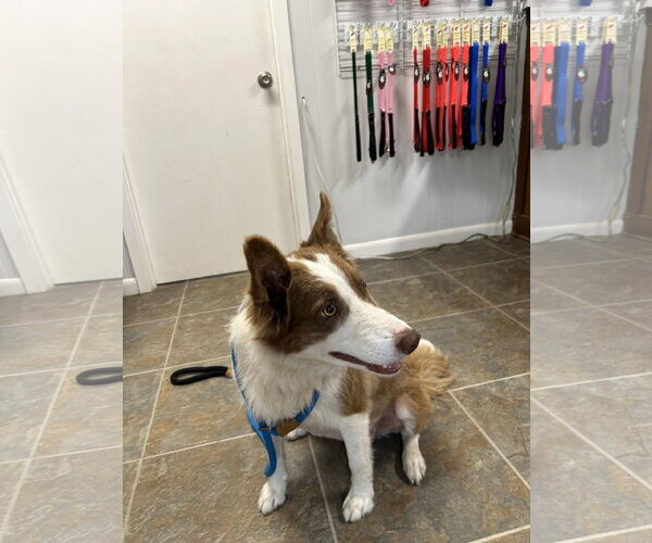 Medium Photo #2 Border Collie-Unknown Mix Puppy For Sale in Monticello, MS, USA
