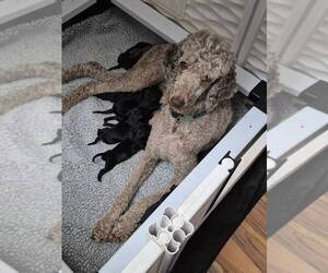 Mother of the Goldendoodle puppies born on 07/30/2025