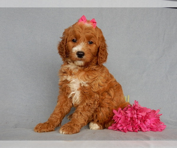 Medium Photo #4 Goldendoodle Puppy For Sale in MILLERSBURG, OH, USA