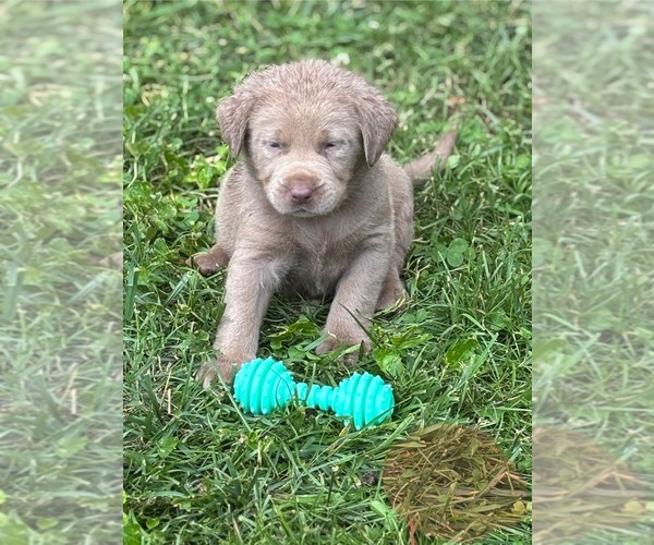 Medium Photo #7 Labrador Retriever Puppy For Sale in CORYDON, IN, USA