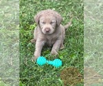 Small #6 Labrador Retriever
