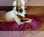 Small Photo #9 Jack Russell Terrier Puppy For Sale in Fargo, ND, USA
