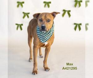 Mutt Dogs for adoption in Conroe, TX, USA
