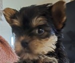 Puppy Female 3 Yorkshire Terrier