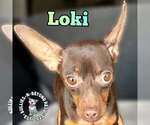 Small #3 Miniature Pinscher