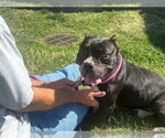 Small #4 Bulldog Mix