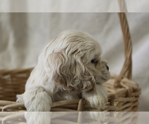 Cocker Spaniel Puppy for sale in BIG BEND, CO, USA